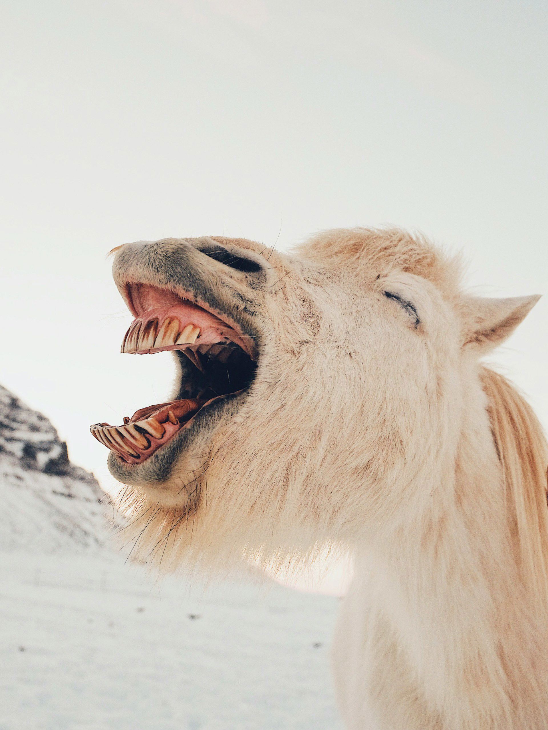 Billede af en hest, der griner ... eller noget