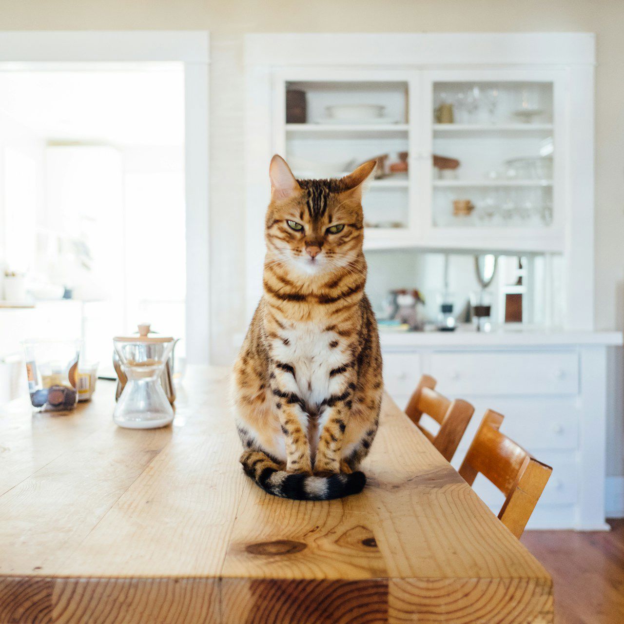 Striped cat in modern home