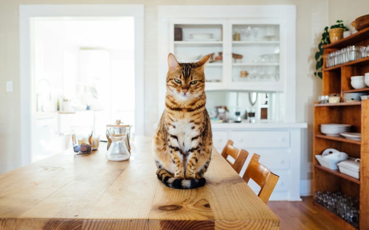 Striped cat in modern home