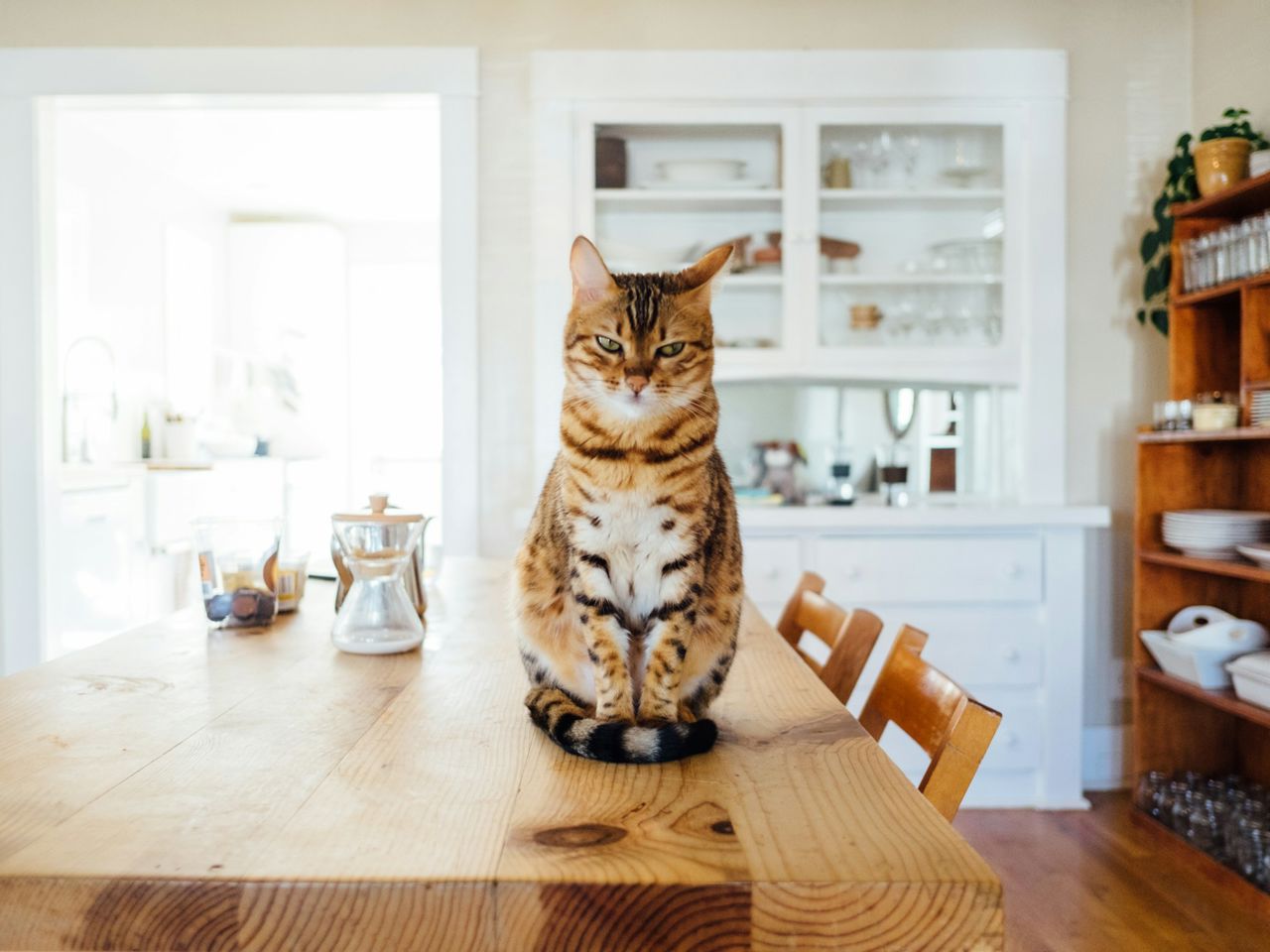 Striped cat in modern home