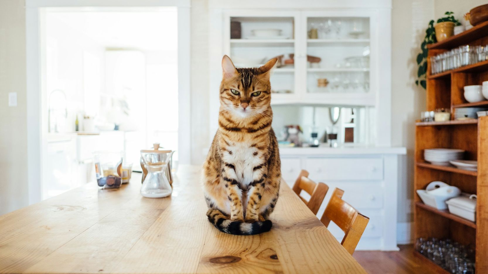 Striped cat in modern home