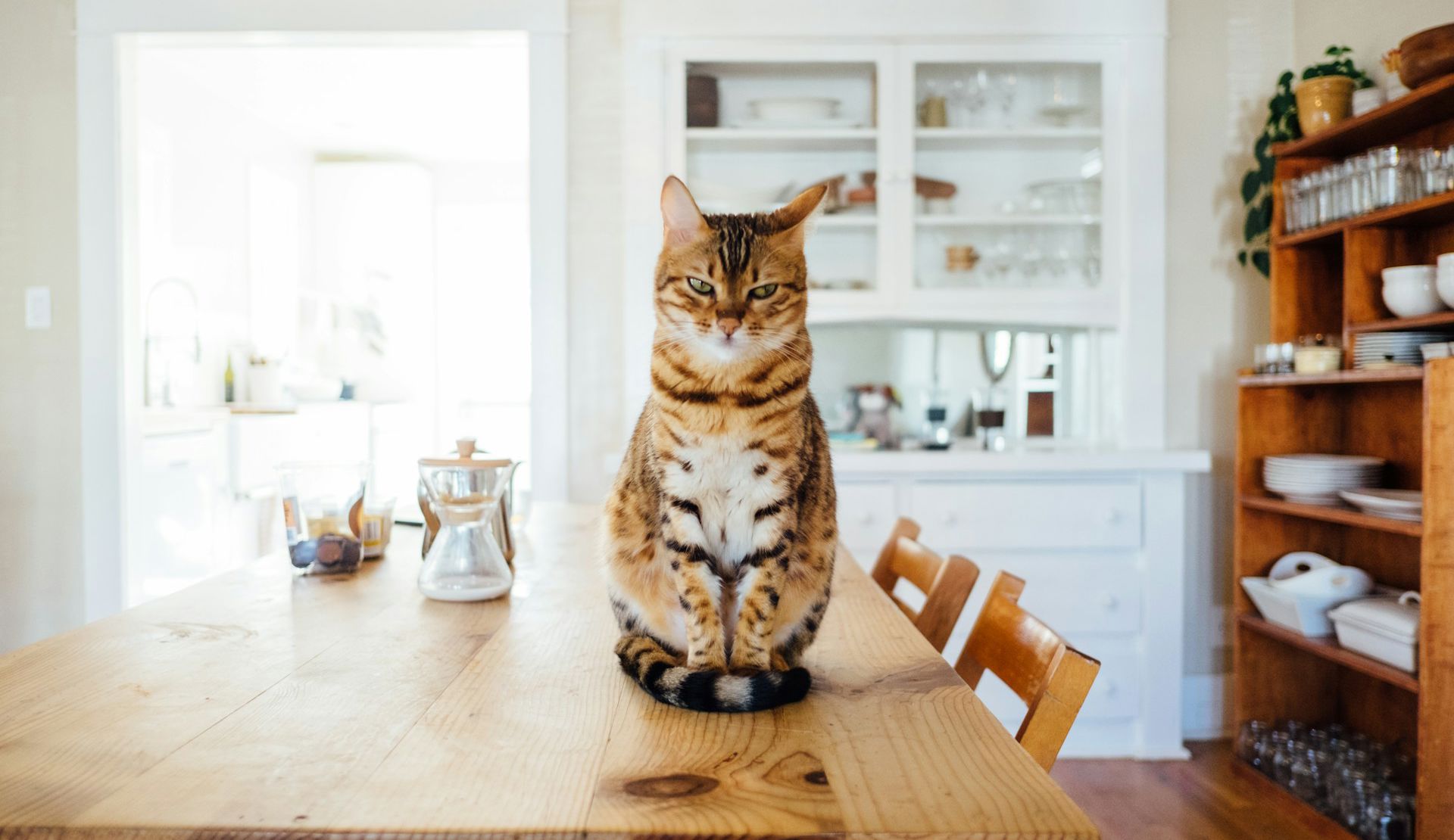 Striped cat in modern home