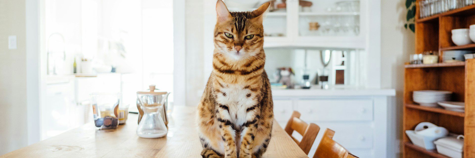 Striped cat in modern home